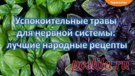 Успокоительные травы для нервной системы: лучшие народные рецепты