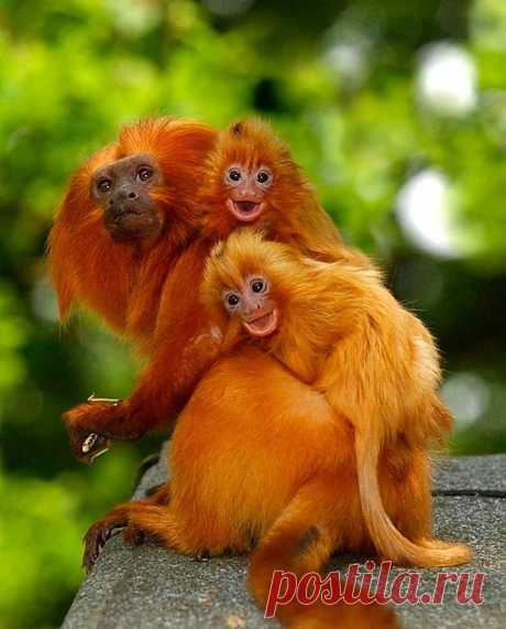 Рыжие макаки веселушки )) Golden Lion Tamarin babies | Animals