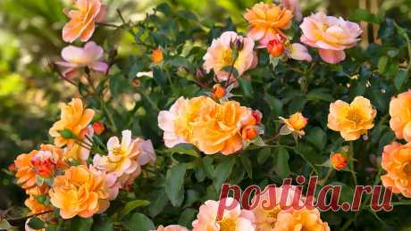 Зимостойкие розы – самые выносливый сорта с фото и описанием