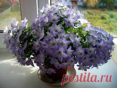 Комнатное растение Колокольчик (Campanula). Колокольчики - многолетние травянистые растения различной высоты и с соцветиями различной формы. Научное название род получил от латинского слова campanula, что значит &quot;колокольчик&quot;, - за колокольчатую форму цветка. Цветки бывают белые, желтые и всех оттенков синего и фиолетового цветов. В цветоводстве используются колокольчики гарганский (C.garganica) и равнолистный (C.isophylla).