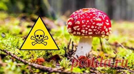 Тихие убийцы - 5 самых ядовитых грибов в мире &amp;raquo; Женский Мир