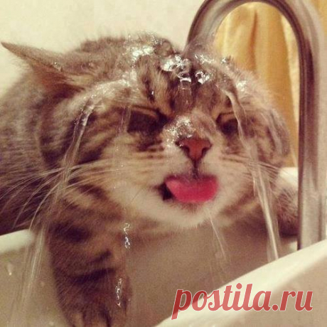 Cats Taking Shower