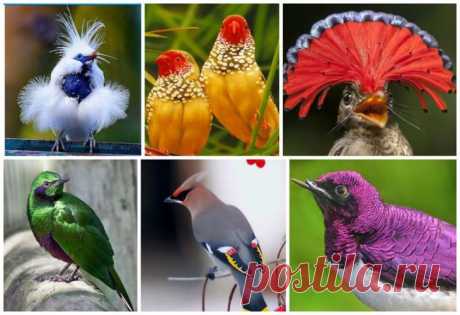 Птички невероятной красоты Невероятное разнообразие земной фауны продолжит вас поражать в наших подборках. Сегодня шикарные фото некоторых ярких птичек-невеличек, населяющих нашу планету. Приятного просмотра! Разнообразие птиц ...