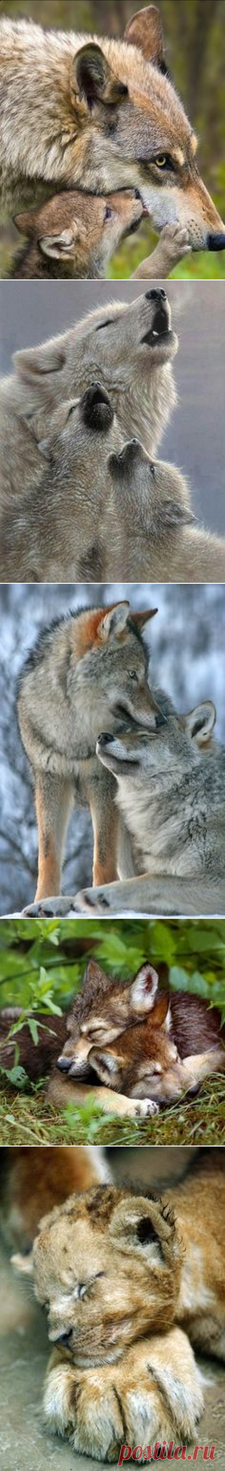 wolves | Wild Animals | Волки, Поцелуй и Детеныши