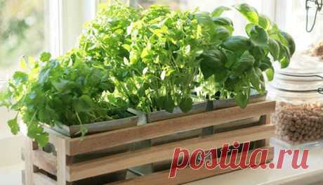 Как вырастить зелень на подоконнике | огород на окне