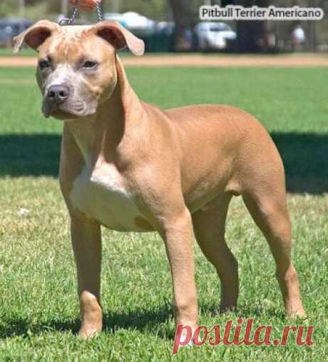 pitbull terrier for sale - Поиск в Google