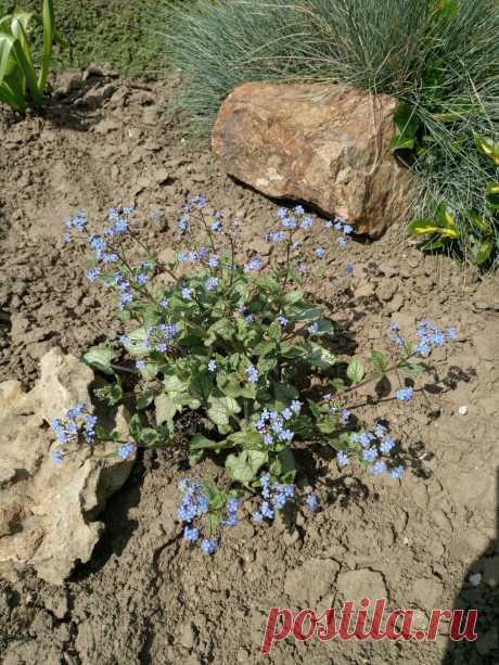 Бруннера крупнолистная &quot;Джек Фрост&quot; (Brunnera macrophylla &quot;Jack Frost&quot;)