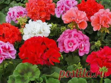 Комнатные цветы, которые будут радовать вас цветением круглый год - Сад на подоконнике