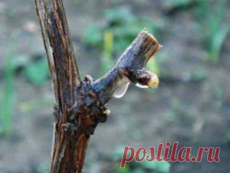 Уход за виноградом весной в начале сокодвижения | Дача - впрок