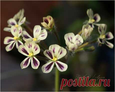 Species hybrids | Pelargonium – Edgar's site