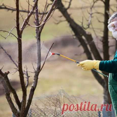 Обработка сада весной – ПОШАГОВЫЙ план действий | ЗАЩИТА от ВРЕДИТЕЛЕЙ | Яндекс Дзен