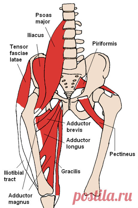 Anterior_Hip_Muscles_2.PNG (408×612)