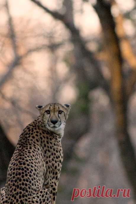 Animals Are Hype — что-нибудь кошачье: яркий гепард | Джон Маллине
