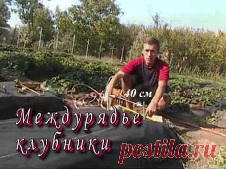 ▶ Междурядье клубники - YouTube