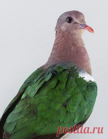 Птички позируют для уникального портрета: фотограф Лэйла Джеффрис (Leila Jeffreys)