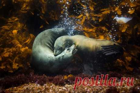 Подведены итоги фотоконкурса International Photographer of the Year 2017. Представляем подборку лучших работ в номинации «Природа».