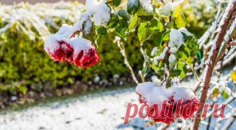 Правила и сроки укрытия роз на зиму | Vusadebke.com | Яндекс Дзен