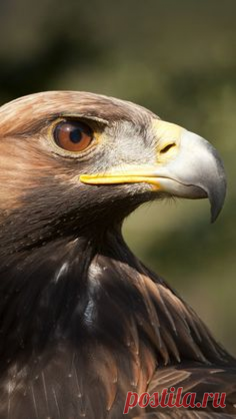 Jewel Eyed Golden Eagle