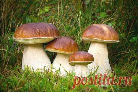 Как заморозить грибы на зиму | Покулинарим | Пульс Mail.ru