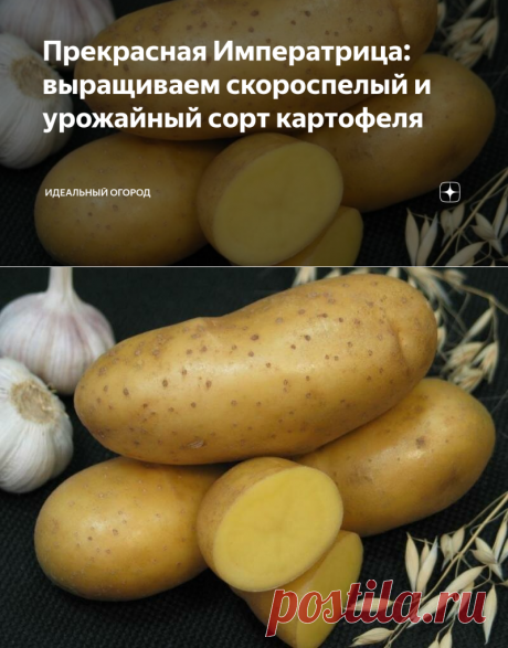 Прекрасная Императрица: выращиваем скороспелый и урожайный сорт картофеля | Идеальный огород | Яндекс Дзен