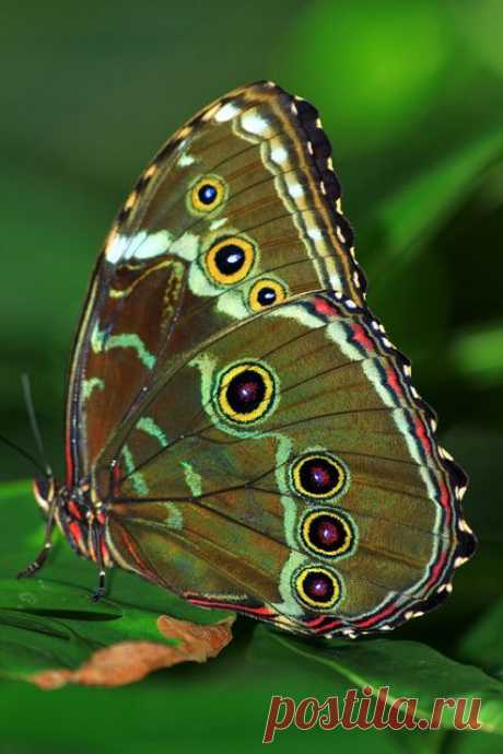 Butterfly in green | Flickr - Photo Sharing!