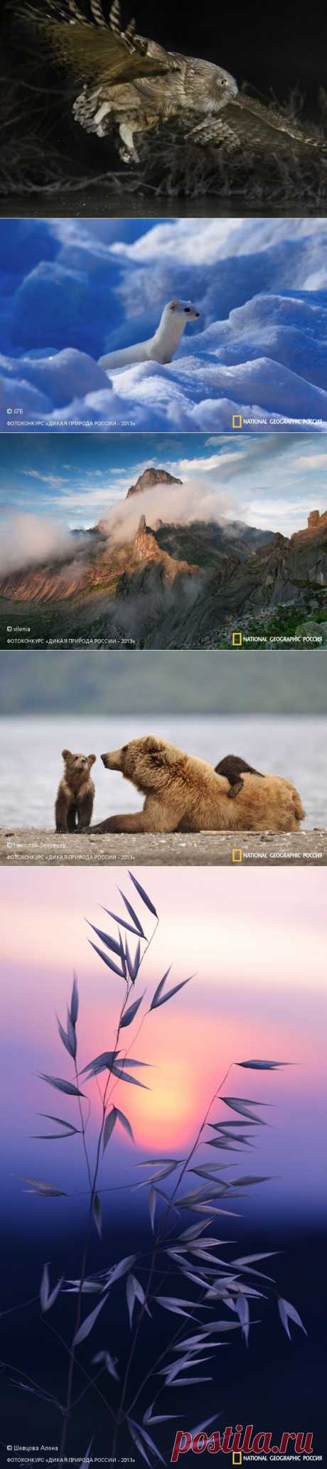«Дикая природа России — 2013»: фотографии победителей конкурса — Российское фото