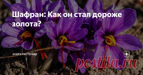 Шафран: Как он стал дороже золота? Если вы читаете эту статью, потягивая шафрановый чай, то вам очень повезло. Знаете ли вы, что на самом деле смакуете «красное золото»? Нет, это не шутка, ведь шафран по праву считается одним из самых дорогих цветов на планете. Точно неизвестно его происхождение, но популярен он был еще у древних египтян и греков, то есть за десятки веков до нашей эры. Но за что шафран так полюбился нашим предкам? Шафран (от араб. Sepheran - жёлтый), он же...