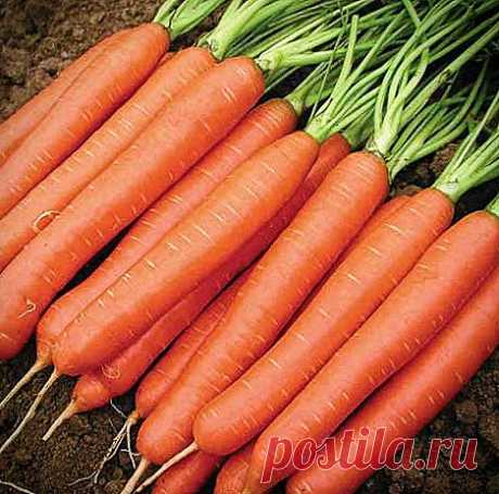 Семена моркови с самыми урожайными плодами. Запишите на бумажке чтобы не забыть | Дачному любителю | Яндекс Дзен