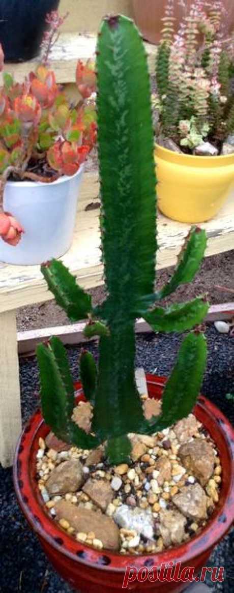 EUPHORBIA ERITREA.