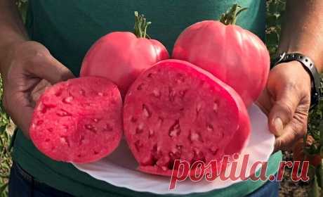 Сочные и мясистые: топ томатов с незабываемой мякотью | Дачные советы. Семена Алтая | Яндекс Дзен