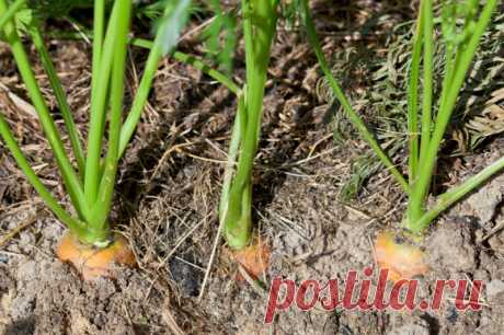 Как вырастить морковь на суглинке – 4 шага до хорошего урожая | О Фазенде. Загородная жизнь | Яндекс Дзен