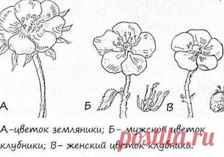 КАК ОПРЕДЕЛИТЬ ЖЕНСКИЕ КУСТЫ КЛУБНИКИ
 
Что нужно делать? Обязательно поливайте клубнику, ведь сейчас закладывается будущий урожай. И своевременно займитесь размножением кустов клубники. В этом деле нужно знать некоторые премудрости.
 
Для того, чтобы собирать обильный урожай, нужно убедиться, что на грядке преобладают кусты женского пола. Ведь плодоносят в основном женские растения, а мужские хоть и дают небольшое количество ягод, отвечают они, в основном, за опыление жен...