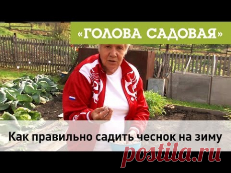 Голова садовая - Как правильно садить чеснок на зиму