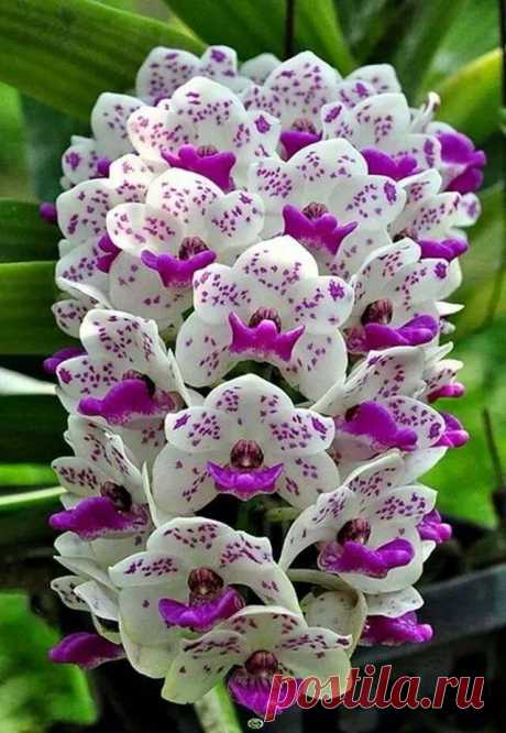 Beautiful Orchid.