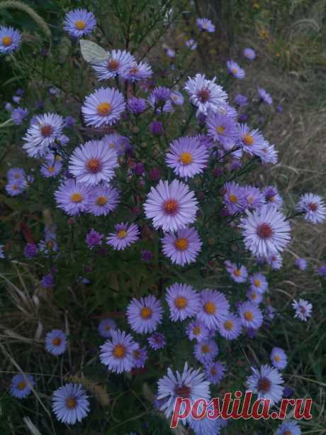 Астра новоанглийская сиреневая (Aster novae-angliae)