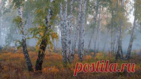 Фотография Скромное обаяние ранней осени из раздела пейзаж №5796790 - фото.сайт - Photosight.ru