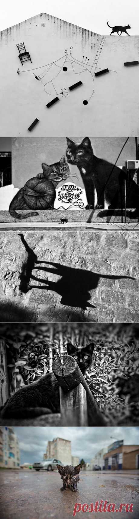 Чёрная кошка в объективе... Композиции уличной фотографии - Фотопанорама