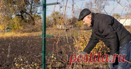 5 дел, которые необходимо сделать с виноградом в октябре Октябрь – важный для виноградарей месяц. В это время в винограднике необходимо провести несколько очень важных процедур: обработать лозу от болезней и вредителей, подкормить ее, провести предзимний полив и обрезать.