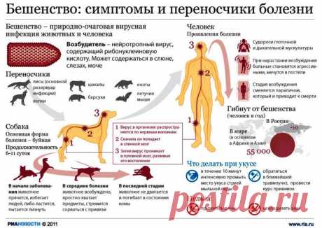 Бешенство симптомы и переносчики болезни