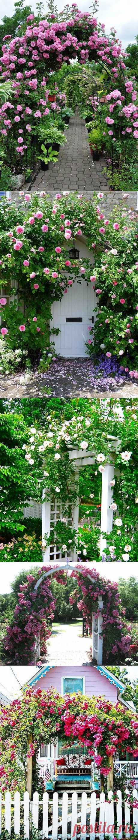Садовые арки из роз | Наш уютный дом