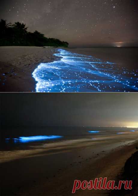 Светящийся планктон на пляже острова Ваадху.