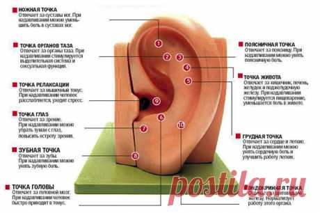 Хотите кожу без морщин? Просто стимулируйте уши!