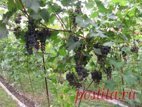 Виноград плодовый Сфинкс в наличии низкая цена - саженцы и крупномеры, описание, отзывы, фото, посадка крупномера