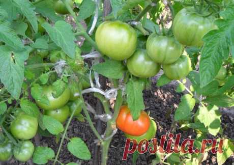Дача ВИКТОРиЯ: Сорта помидоров для Алтая. Отзывы огородников.

Следует обратить внимание на суперранние сорта, которые созревают через 85-95 дней и могут выращиваться безрассадным способом. Можно выделить следующие: