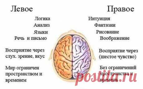 За что отвечают левое и правое полушария мозга