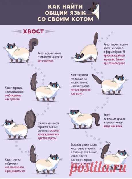 Как понять кошачий язык без переводчика