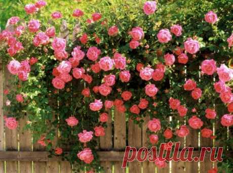 Лучшее украшение для сада: розарий - Портал «Домашний»