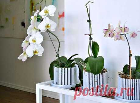 Разновидность и особенности подбора горшков для орхидей