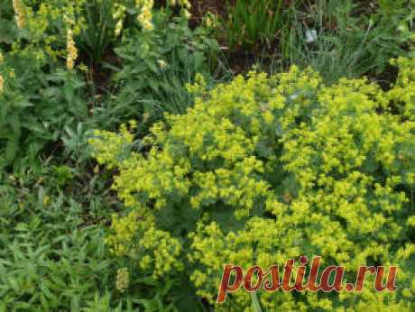 Манжетка мягкая - Манжетка - Травянистые растения для открытого грунта - GreenInfo.ru