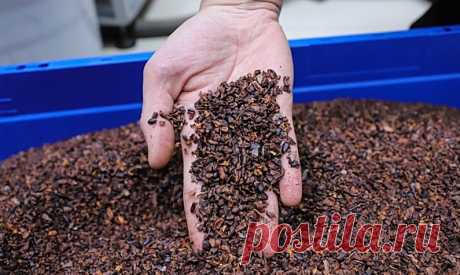 Крупнейшие заводы Африки по производству какао остановили работу | Bixol.Ru